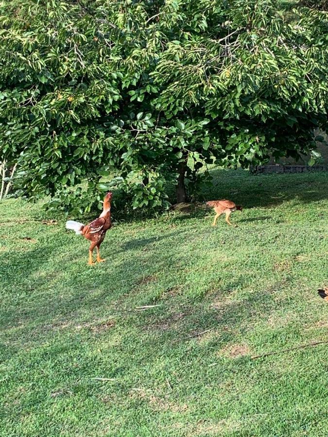 Recanto Da Natureza, Chale Gonçalves Exteriör bild